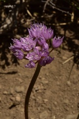 Allium lemmonii