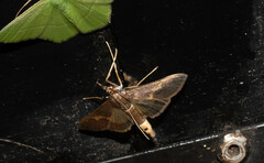 Diaphania