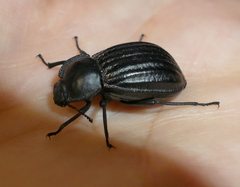 Stenomorpha corrugans
