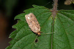 Agonopterix heracliana