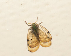 Nogodinidae