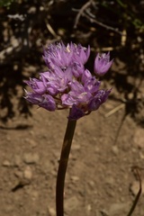 Allium lemmonii