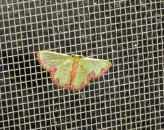 Synchlora