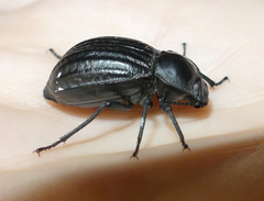 Stenomorpha corrugans