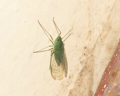 Dictyopharidae