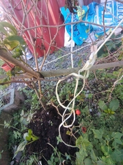 Solanum betaceum