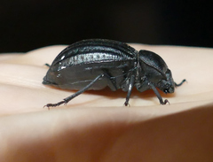 Stenomorpha corrugans