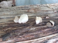 Panellus pusillus