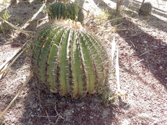 Echinocactus platyacanthus