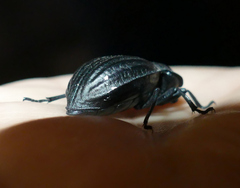 Stenomorpha corrugans