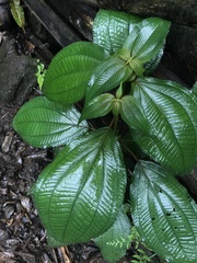 Miconia crenata
