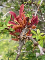 Puccinia magellanica