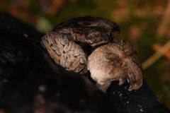 Asterophora parasitica