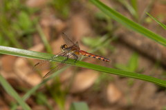 Diplacodes melanopsis