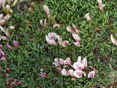Trifolium nanum