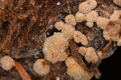 Trichoderma pulvinatum