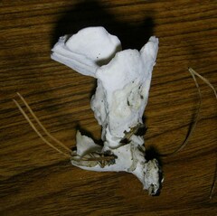 Loweomyces fractipes