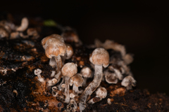 Asterophora parasitica