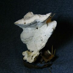 Loweomyces fractipes