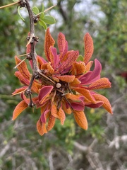 Puccinia magellanica