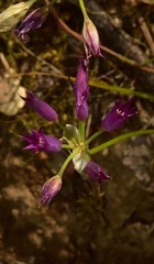 Allium peninsulare