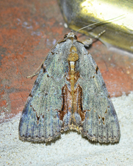 Catocala grynea