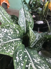Dieffenbachia