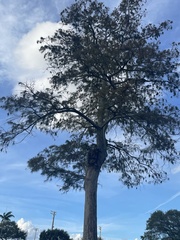 Taxodium distichum