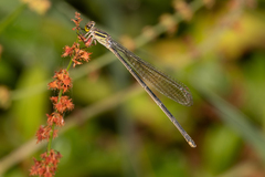 Pseudagrion ignifer