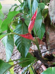 Heliconia stricta