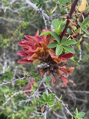 Puccinia magellanica