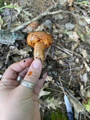 Tricholoma aurantium