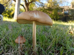 Physalacriaceae