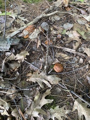 Tricholoma aurantium