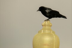 Corvus brachyrhynchos