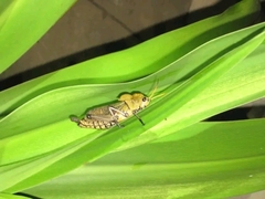Taeniopoda varipennis