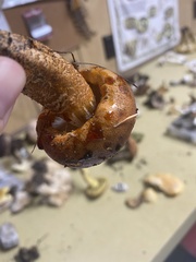 Tricholoma aurantium