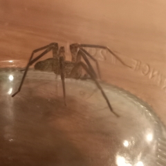 Zoropsis spinimana