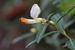 Polygaloides chamaebuxus