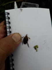 Nepoidea