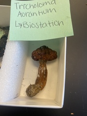 Tricholoma aurantium