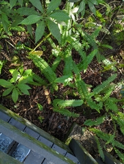 Nephrolepis exaltata