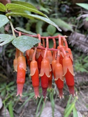 Psammisia ecuadorensis