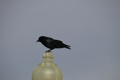 Corvus brachyrhynchos