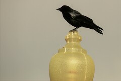 Corvus brachyrhynchos