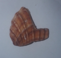 Acanthocardia tuberculata