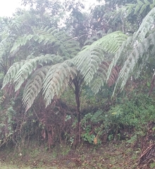Cyathea arborea