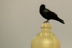 Corvus brachyrhynchos