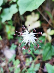 Cranichis subumbellata