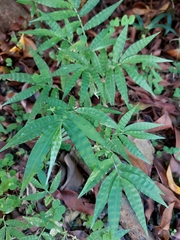 Oplismenus hirtellus